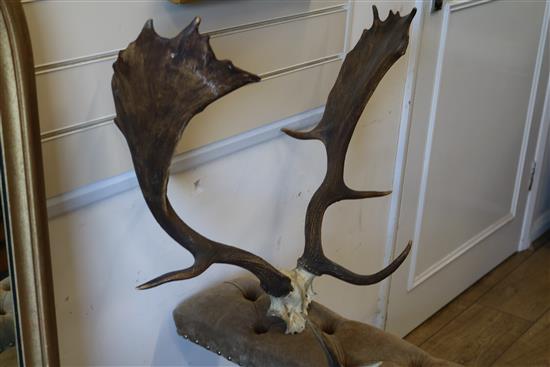 8 various antlers and skulls on plaques